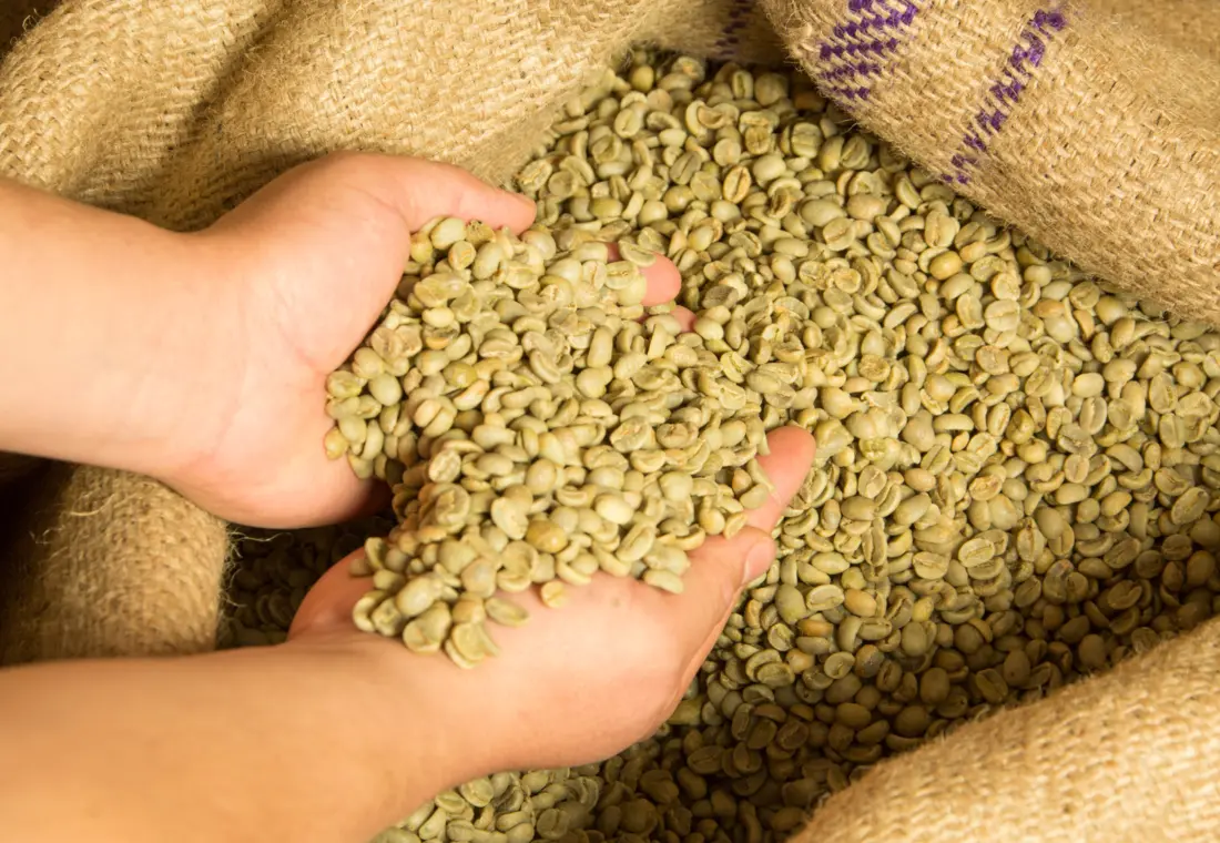 Mãos segurando café verde