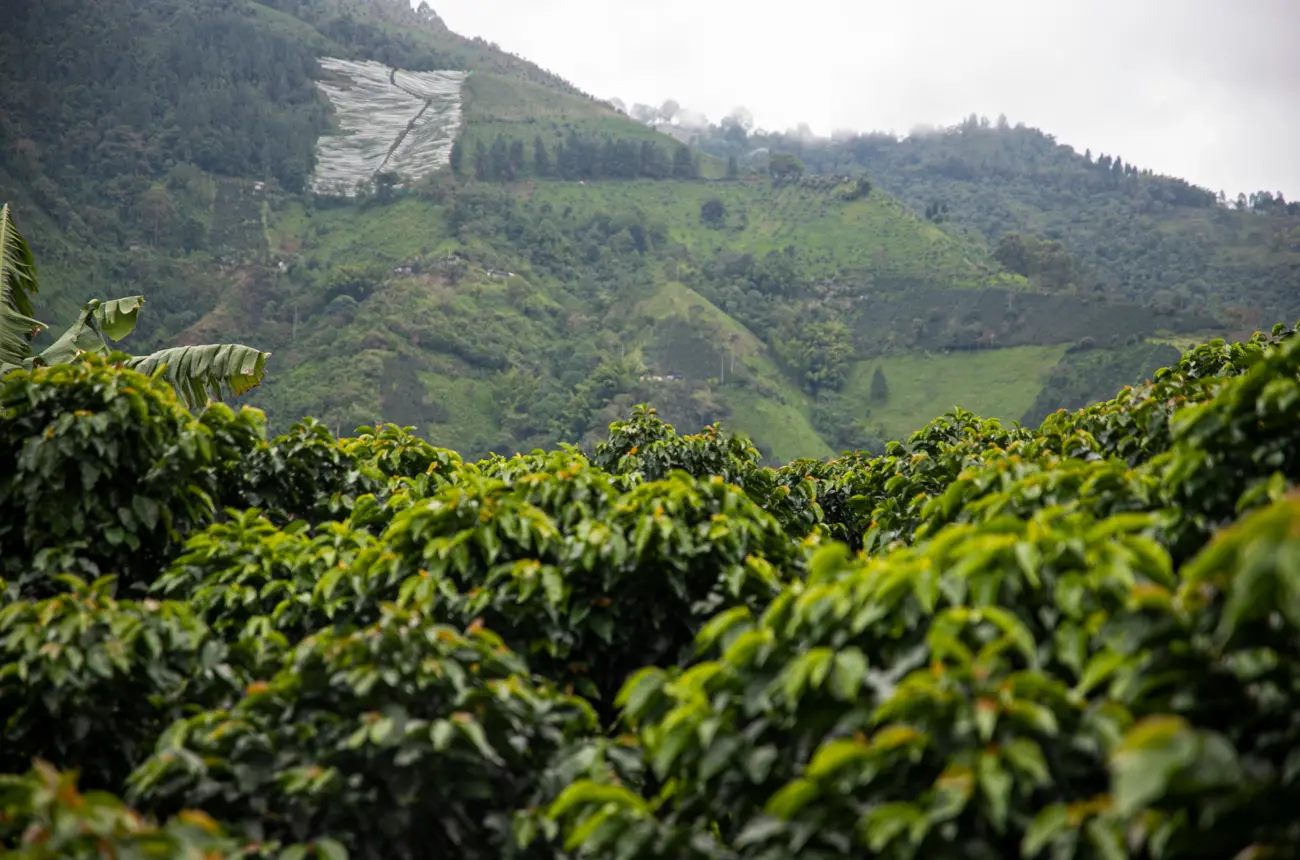 Plantação de café em área rural de Minas Gerais