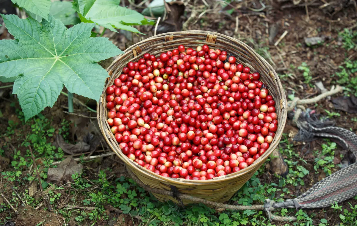Café cereja selecionado em peneira